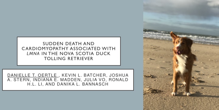 Sudden Death and Cardiomyopathy Associated with LMNA in Nova Scotia Duck Tolling Retriever