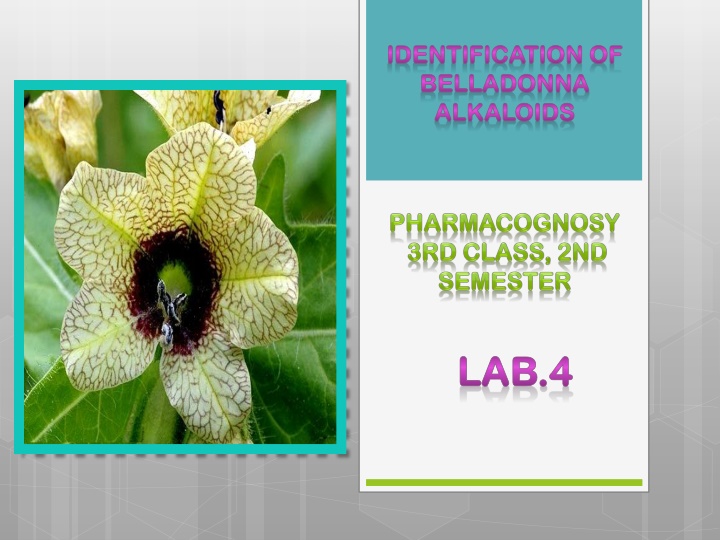 Belladonna Alkaloids Identification Methods and Analysis
