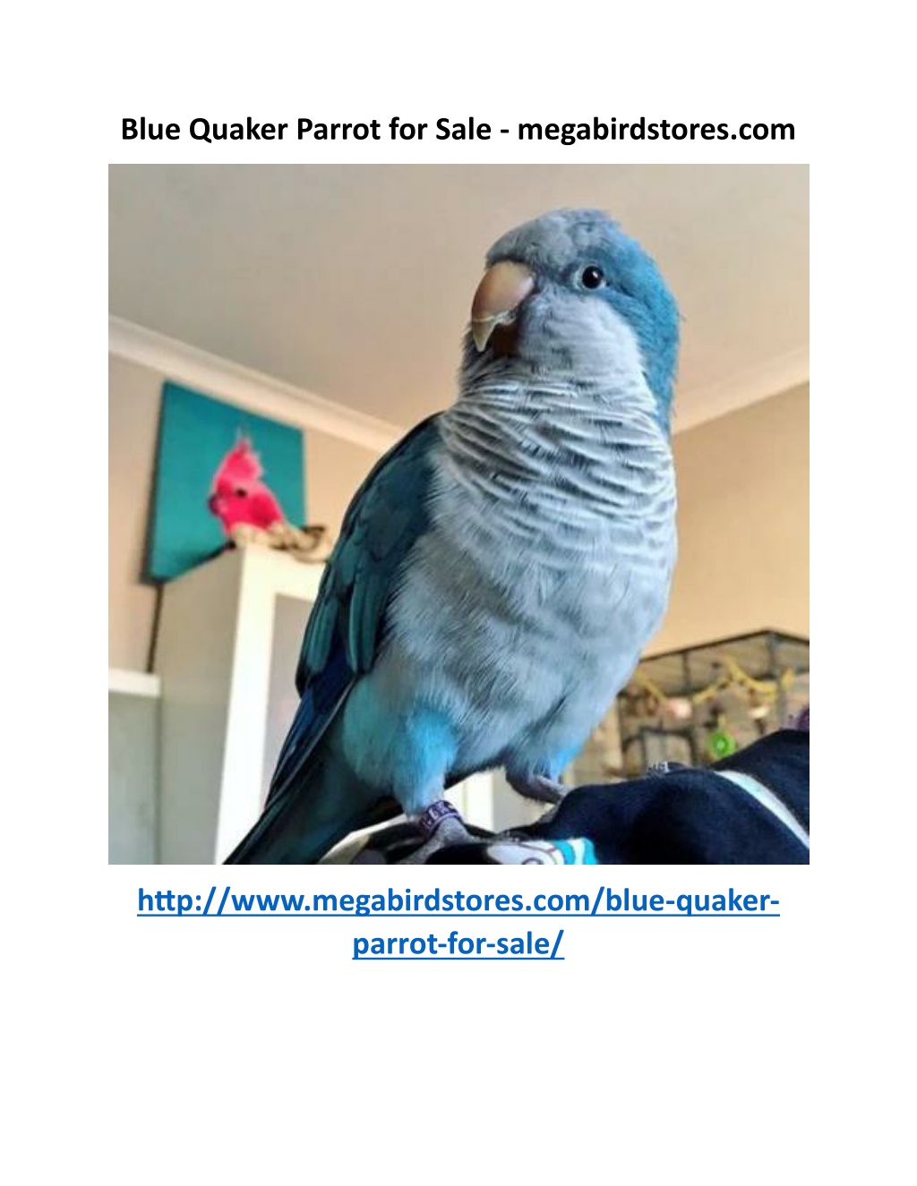 blue quaker parrot for sale megabirdstores com l.w