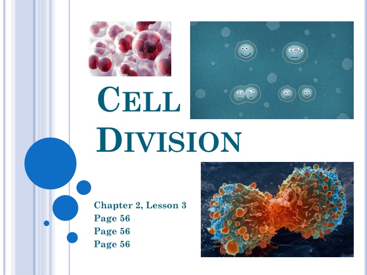 Cell Division: Functions and Stages