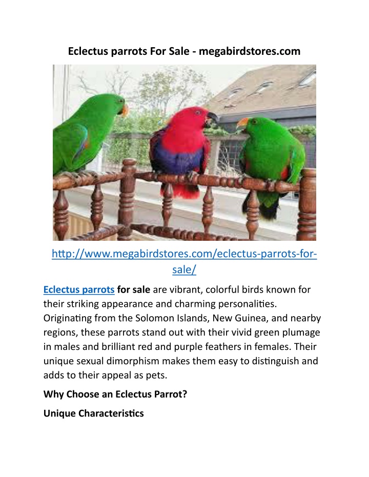 eclectus parrots for sale megabirdstores com n.w