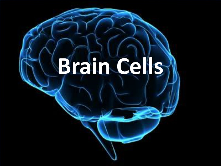 Brain Cells