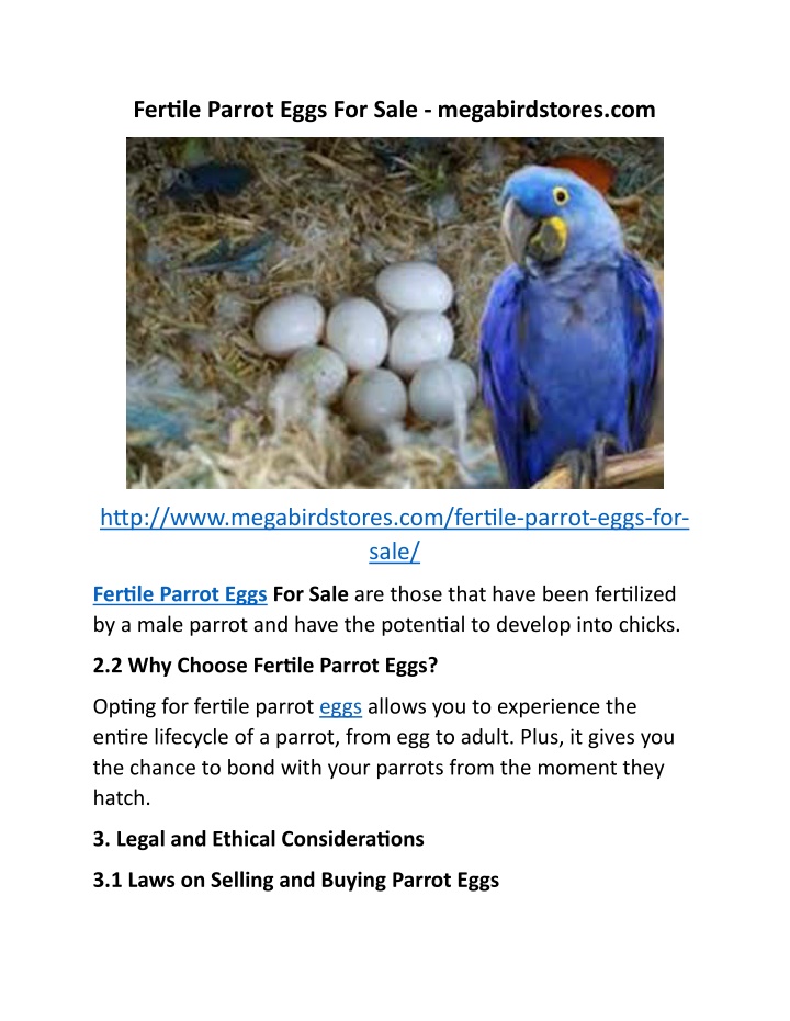 fertile parrot eggs for sale megabirdstores com n.w